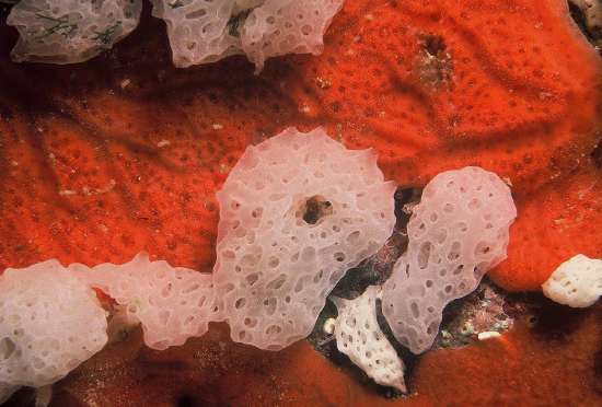  Clathrina coriacea (White Calcareous Lattice Sponge)